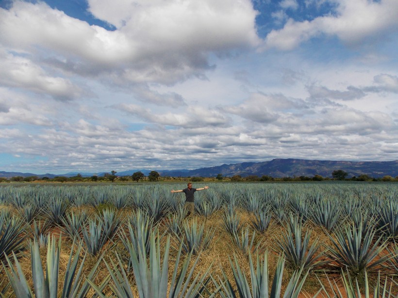 A field of Agave