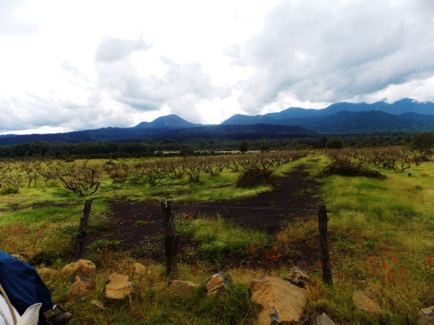 A long way to go  #hoptgf