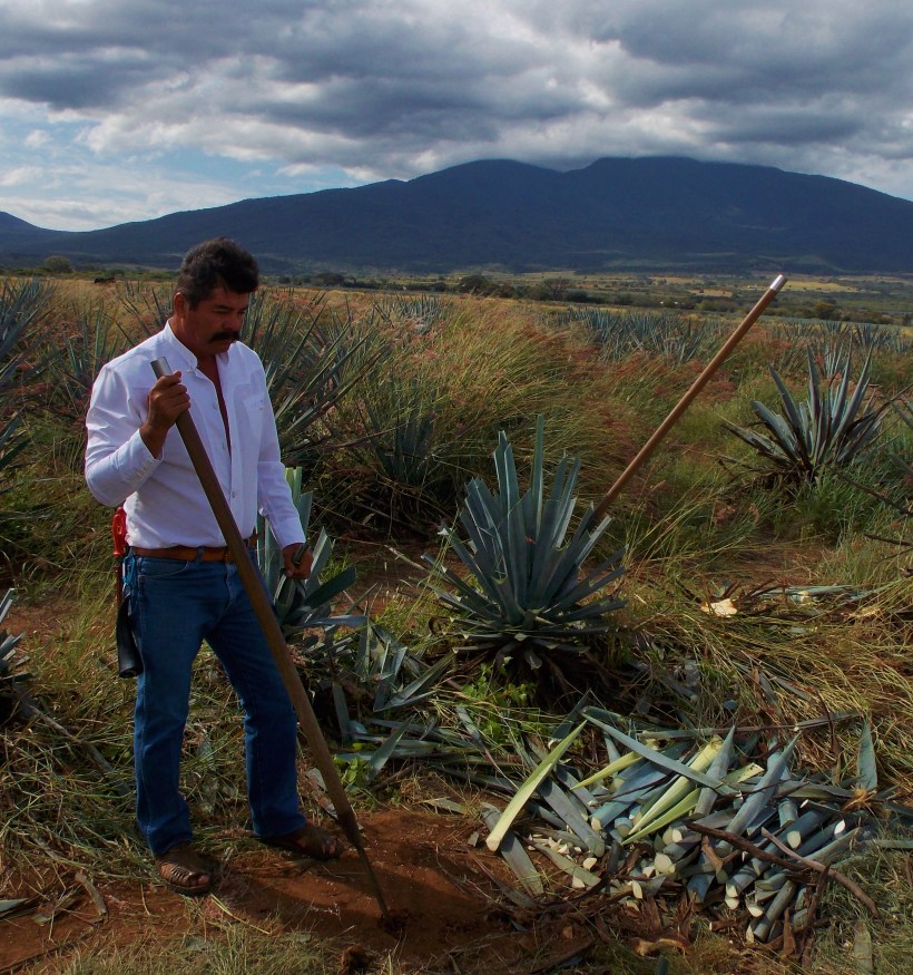 A real life (well dressed) Jimador