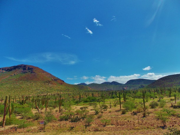 Bajan Landscape 1 #hoptgf