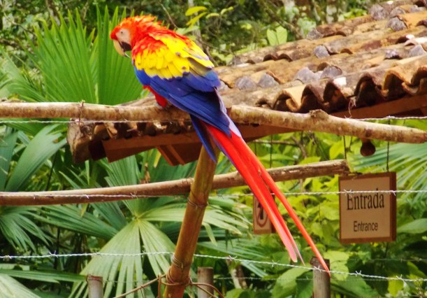 The macaws that welcomes you to Copan
