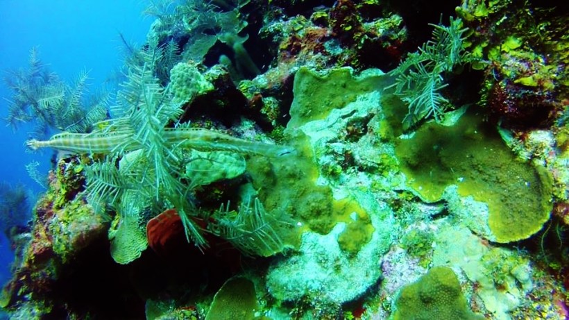 Trumpet fish doing a bad job of hiding