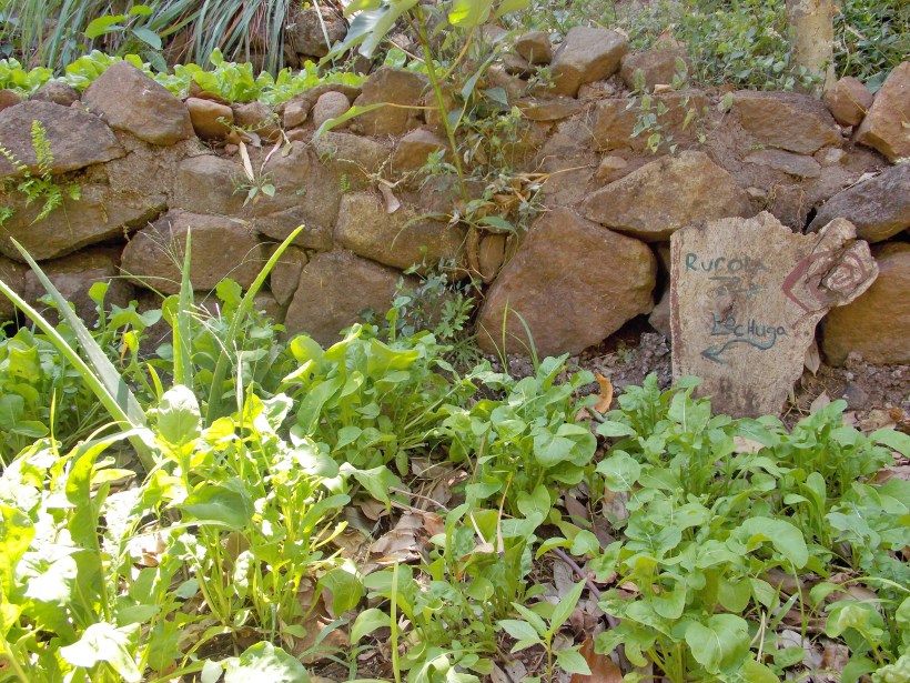 Rocket and lettuce growing in the kitchen garden