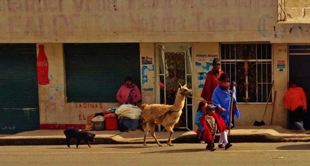 You know those times when your Llama just wont leave his pig at home. #AndesProblems