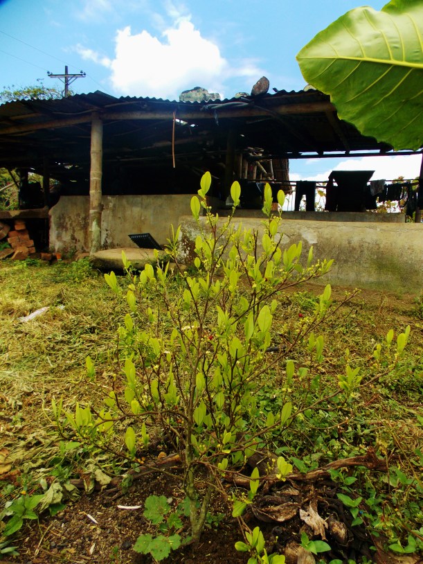 The infamous Coca plant