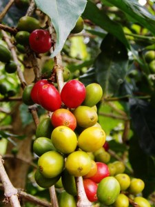 Coffee cherries in Salento