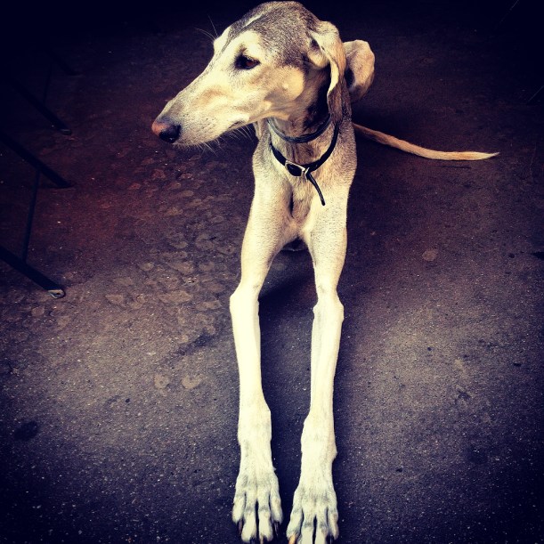 Eddison - Watching over proceedings at Bar L'impro